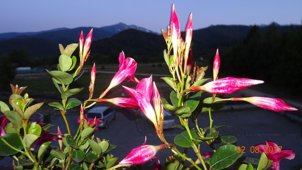 Pensiunea Casa Luanna Dragus 外观 照片